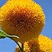 Photo Teddy Bear Sunflower Seeds | 20 Seeds | Exotic Garden Flower | Sunflower Seeds for Planting | Great for Hummingbirds and Butterflies review