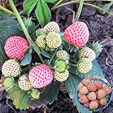 Big Pack Rare Fresh Seeds for Planting (White Strawberry-2000+ Seeds) Photo, new 2024, best price $8.99 review