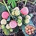 Photo Big Pack Rare Fresh Seeds for Planting (White Strawberry-2000+ Seeds) review