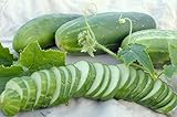 Ashley Slicing Cucumber Seeds, 50 Heirloom Seeds Per Packet, Non GMO Seeds, Botanical Name: Cucumis sativus, Isla's Garden Seeds Photo, new 2024, best price $5.99 ($0.12 / Count) review