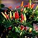 Photo David's Garden Seeds Pepper Ornamental Tabasco 4166 (Red) 50 Non-GMO, Open Pollinated Seeds review