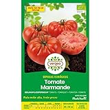 Semillas ecológicas de tomate marmande raf Vergea Foto, nuevo 2024, mejor precio 1,85 € revisión