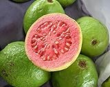 Guayaba frutas tropicales Psidium guajava semillas de árboles de guayaba exótica comestible 15 SEMILLAS Foto, nuevo 2024, mejor precio 1,99 € revisión