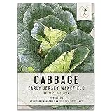 Seed Needs, Early Jersey Wakefield Cabbage (Brassica oleracea) Single Package of 300 Seeds Non-GMO Photo, new 2024, best price $5.85 review