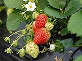 Everbearing Strawberry Seeds 200PCS Non-GMO Photo, new 2024, best price $8.99 ($0.04 / Count) review