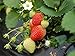 Photo Everbearing Strawberry Seeds 200PCS Non-GMO review