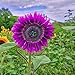 Foto Semillas para plantar, 100 unidades/bolsa de semillas de girasol no transgénicos planta anual púrpura Marguerita flor plántulas para jardinería - semillas de girasol revisión