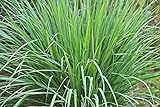 Lemongrass Seeds - 100 Seeds - Easy to Grow Herb - Ships from Iowa, Made in USA - Grow Lemon Grass Photo, new 2024, best price $7.48 ($0.07 / Count) review