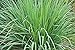 Photo Lemongrass Seeds - 100 Seeds - Easy to Grow Herb - Ships from Iowa, Made in USA - Grow Lemon Grass review