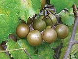 15 Seeds of Bronze Scuppernong (Muscadine) Female Native Heirloom Grape Non GMO Photo, new 2024, best price $15.99 review
