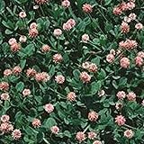 Strawberry Clover - 1 LB ~270,000 Seeds - Hay, Silage, Green Manure or Farm & Garden Cover Crops - Attracts Pollinators Photo, new 2024, best price $20.18 ($1.26 / Ounce) review