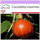 SAFLAX - Calabaza Hokkaido - 10 semillas - Cucurbita maxima Foto, nuevo 2024, mejor precio 3,95 € revisión