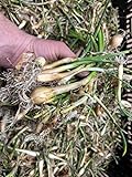 Onion Bulbs for Spring Planting - Walla Walla Onion Sets of 30 Pcs Yellow Onion Bulbs for Planting 2022 - Sweet Onion Plants for Spring Onion Seeds - Organic Onion Bulbs for Planting Harvest in 90 Day Photo, new 2024, best price $15.98 ($0.53 / Count) review