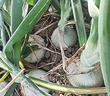 Vidalia Sweet Onion Seeds 120+ Pieces Non-GMO 110/170 Days Spring/Fall Garden Photo, new 2024, best price $8.00 ($0.07 / Count) review