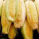 Sugar Buns Sweet Yellow Corn, 75 Heirloom Seeds Per Packet, (Isla's Garden Seeds), 90% Germination Rates, Non GMO Seeds, Botanical Name: Zea mays Photo, new 2024, best price $6.75 ($0.09 / Count) review