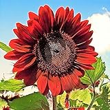 RattleFree Velvet Queen Sunflower Seeds for Planting | Heirloom | Non-GMO | 50 Sunflower Seeds per Planting Packet | Fresh Garden Seeds Photo, new 2024, best price $7.95 ($0.16 / Count) review
