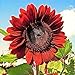 Photo RattleFree Velvet Queen Sunflower Seeds for Planting | Heirloom | Non-GMO | 50 Sunflower Seeds per Planting Packet | Fresh Garden Seeds review