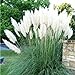 Photo 4 White Pampas Grass Plugs , Mature Plants Ornamental Grasses Perennial Sale review