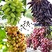 Foto Semillas de uva, semillas 100 piezas / bolsa de uva fuerte vitalidad natural ecológicos Semillas Georgic uva de frutas para Orchard revisión
