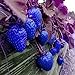 Photo MITRAEE 100pcs Blue Strawberry Fruit Seeds review