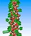 Foto BALDUR Garten Rote Säulen-Stachelbeeren, 1 Pflanze, Ribes uva-crispa Säulenobst Rezension