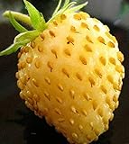 David's Garden Seeds Fruit Strawberry Yellow Wonder 3119 (Red) 50 Non-GMO, Open Pollinated Seeds Photo, new 2024, best price $4.45 review