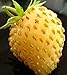 Photo David's Garden Seeds Fruit Strawberry Yellow Wonder 3119 (Red) 50 Non-GMO, Open Pollinated Seeds review