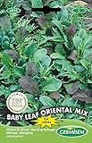 Germisem Baby Leaf Oriental Mix Semillas de Lechuga 2 g, EC6025 Foto, nuevo 2024, mejor precio 2,21 € revisión