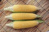 Sugar Buns Hybrid Corn Seeds Photo, new 2024, best price $5.99 review