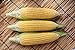 Photo Sugar Buns Hybrid Corn Seeds review