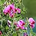 Foto 20 teile/beutelsamen, schöne attraktive offene bestäute aromatische kraut blumen pflanze erbsensamen für haushalt pflanzt gartgarten im freien 1. Samen Rezension