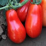 Organic San Marzano Short Vine Tomato ~25 Seeds - Organic, Heirloom, Open Pollinated, Non-GMO, Farm & Vegetable Gardening Seeds Photo, new 2024, best price $2.99 review