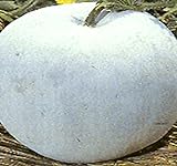 Big Pack - (100) Winter Melon Round, Wax Gourd Seeds - Tong Qwa - Used in Asian Soup Dishes - Non-GMO Seeds by MySeeds.Co (Big Pack - Wax Gourd) Photo, new 2024, best price $12.89 ($0.13 / Count) review