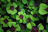 Iron Cross Shamrock Bulbs - 10 Bulbs to Plant - Iron Cross Shamrocks - Fast Growing Year Round Color Indoors or Outdoors - Oxalis Shamrock Bulbs - Ships from Iowa, Made in USA Photo, new 2024, best price $12.98 review