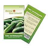Salat- und Einlegegurke Delikateß Samen - Cucumis sativus - Gurkensamen - Gemüsesamen - Saatgut für 10 Pflanzen Foto, neu 2024, bester Preis 1,99 € (0,20 € / stück) Rezension
