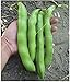 Photo David's Garden Seeds Bean Fava Vroma 1715 (Green) 25 Non-GMO, Open Pollinated Seeds review