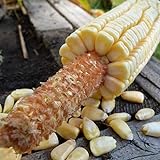 Pencil Cob Corn - 1 OZ ~130 Seeds - Non-GMO, Open Pollinated, Heirloom, Vegetable Gardening Seeds Photo, new 2024, best price $9.89 review