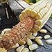 Photo Pencil Cob Corn - 1 OZ ~130 Seeds - Non-GMO, Open Pollinated, Heirloom, Vegetable Gardening Seeds review