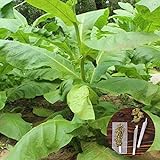 clifcragrocl Semillas orgánicas Virginia Tabaco Heirloom - Semillas de plantas frescas - Fácil de cultivar Foto, nuevo 2024, mejor precio 1,29 € revisión
