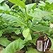 Foto clifcragrocl Semillas orgánicas Virginia Tabaco Heirloom - Semillas de plantas frescas - Fácil de cultivar revisión