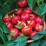 Burpee Cherry Stuffer Sweet Pepper Seeds 25 seeds Photo, new 2024, best price $8.09 review