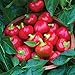 Photo Burpee Cherry Stuffer Sweet Pepper Seeds 25 seeds review
