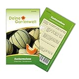Zuckermelonen Charentais Samen - Cucumis melo - Melonensamen - Obstsamen - Saatgut für 15 Pflanzen Foto, neu 2024, bester Preis 1,99 € (0,13 € / stück) Rezension