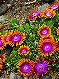 Perennial Farm Marketplace Delosperma 'Fire Spinner' (Ice Plant) Groundcover, 1 Quart, Bright Orange Petals with Purplish-Pink Centers Photo, new 2024, best price $9.46 review