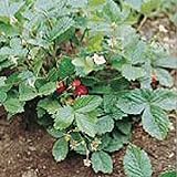 Alexandria Strawberry Seeds (20+ Seeds) | Non GMO | Vegetable Fruit Herb Flower Seeds for Planting | Home Garden Greenhouse Pack Photo, new 2024, best price $3.69 ($0.18 / Count) review