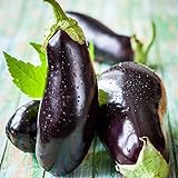 David's Garden Seeds Eggplant Black Beauty 2477 (Black) 50 Non-GMO, Heirloom Seeds Photo, new 2024, best price $4.95 review