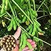 Foto Voldrew Edamame Seeds,100 unids/bolsa de semillas de verduras de rápido crecimiento, de alta germinación productiva, semillas de jardín verde para el exterior Semillas revisión