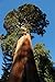 Foto Seedeo® Anzuchtset Berg - Mammutbaum (Sequoiadendron giganteum) 50 Samen Rezension