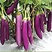 Foto Aamish 40 piezas de semillas de hortalizas de berenjena largas púrpuras japonesas revisión