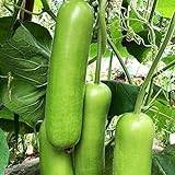 30 teile/tasche Zucchini Samen Nicht-GVO Nahrung grünen Home Wachstum Gemüsesamen Bauernhof Zucchini-Samen Foto, neu 2024, bester Preis 0,19 € Rezension